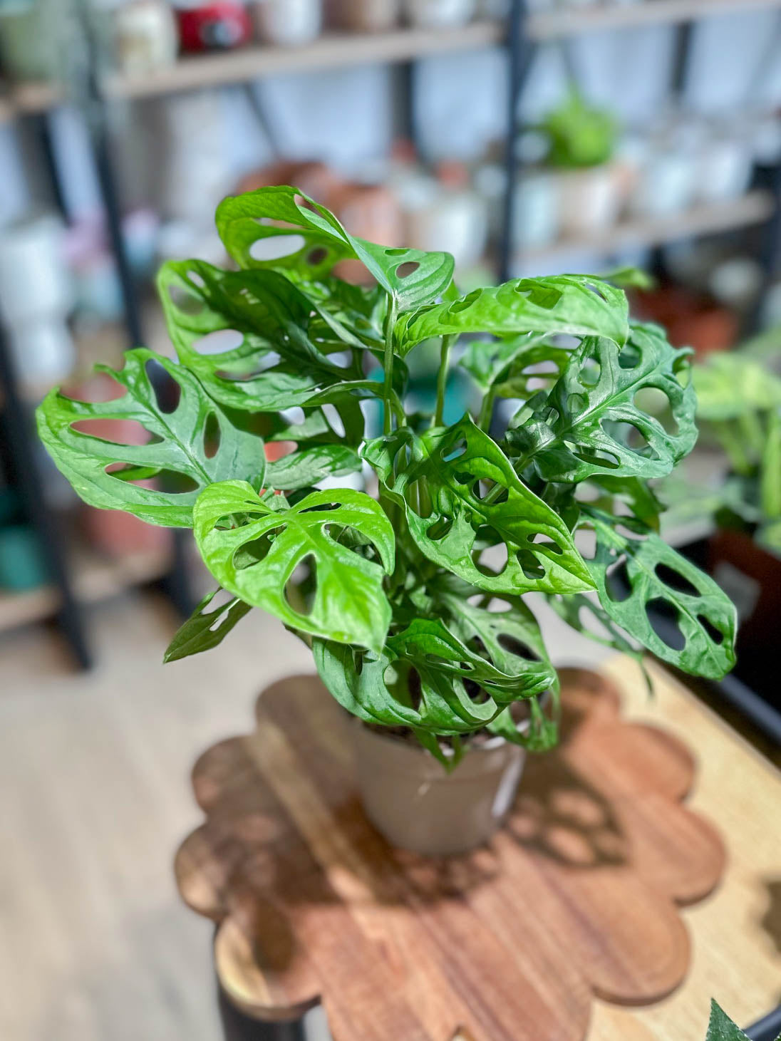 Monstera ADANSONII