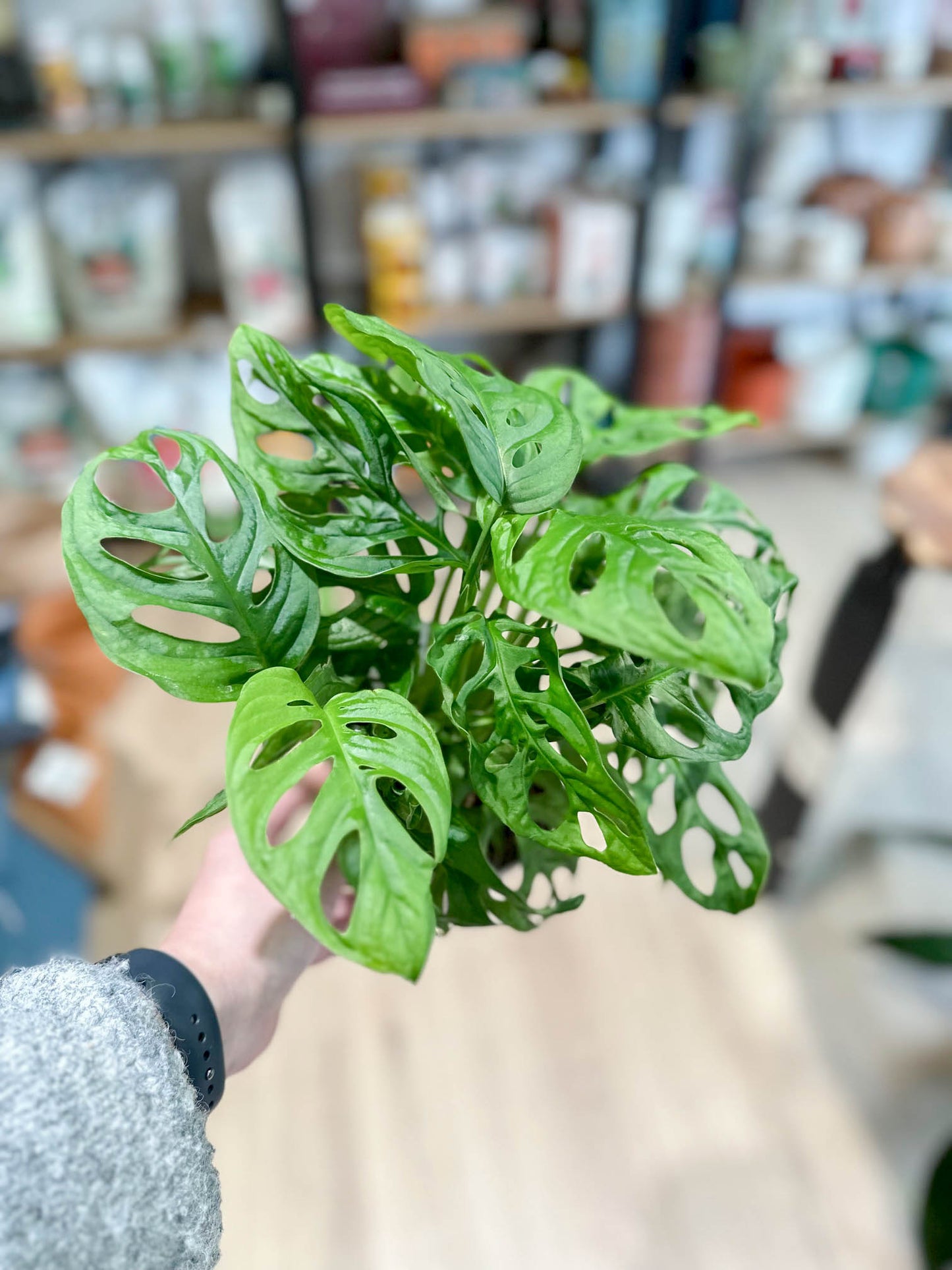 Monstera ADANSONII