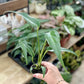 Monstera BURLE MARX FLAME
