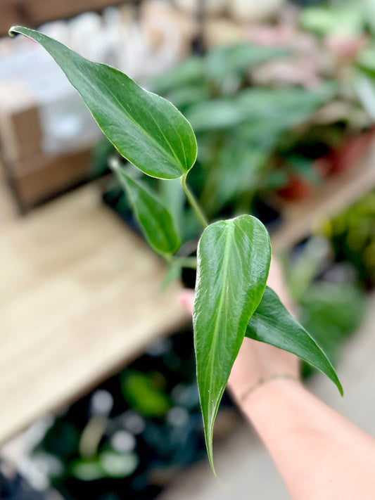 Monstera BURLE MARX FLAME