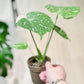 Monstera THAï CONSTELLATION