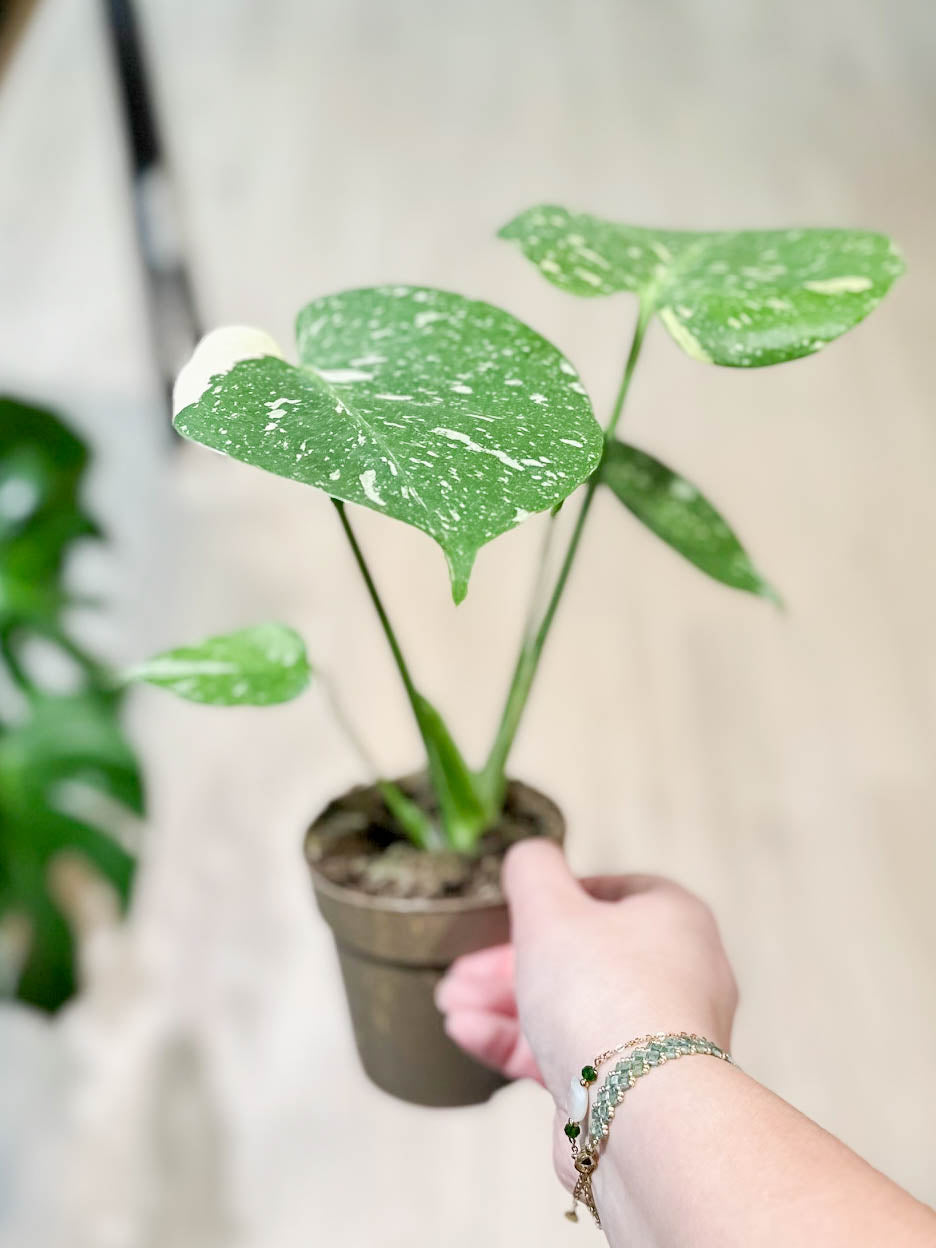 Monstera THAï CONSTELLATION