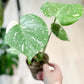 Monstera THAï CONSTELLATION