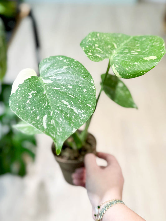 Monstera THAï CONSTELLATION