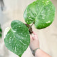 Monstera THAï CONSTELLATION