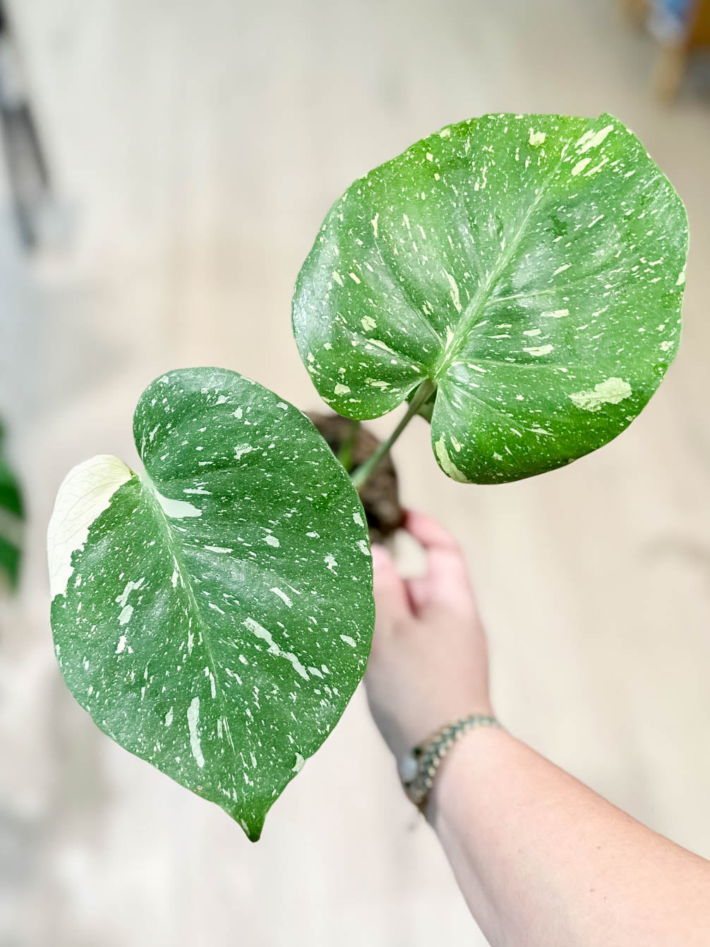 Monstera THAï CONSTELLATION