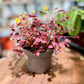 Oxalis CRAZY PLUM