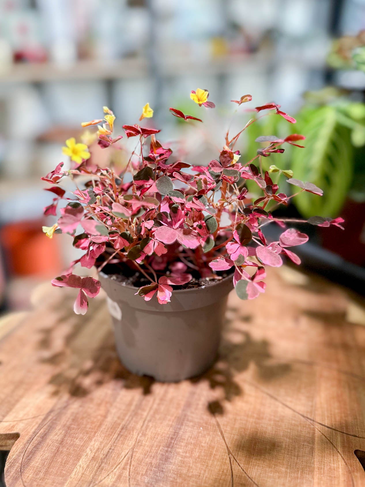 Oxalis CRAZY PLUM