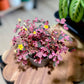 Oxalis CRAZY PLUM