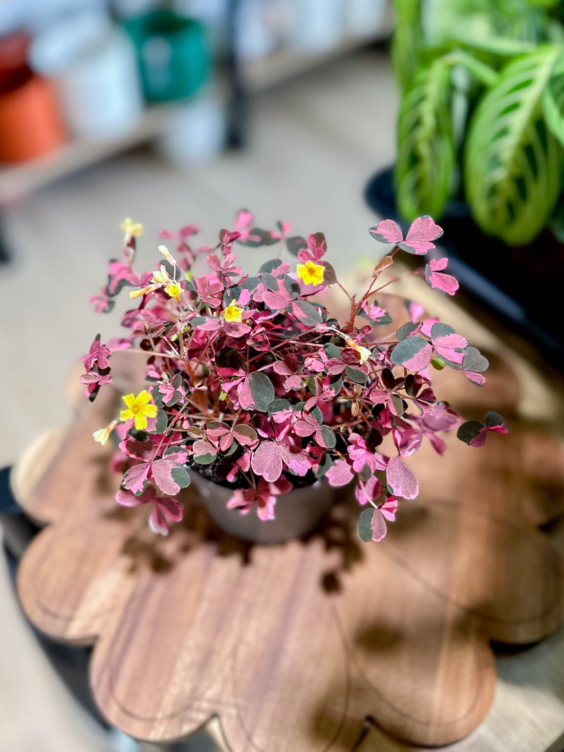 Oxalis CRAZY PLUM