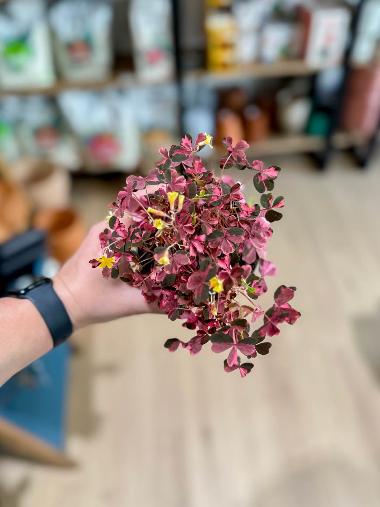 Oxalis CRAZY PLUM