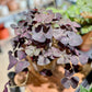 Oxalis TRIANGULARIS