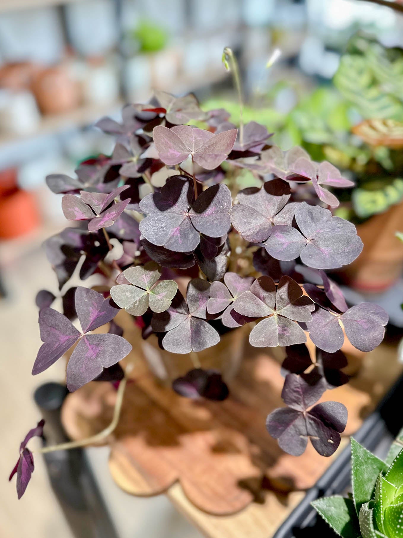 Oxalis TRIANGULARIS