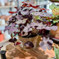 Oxalis TRIANGULARIS