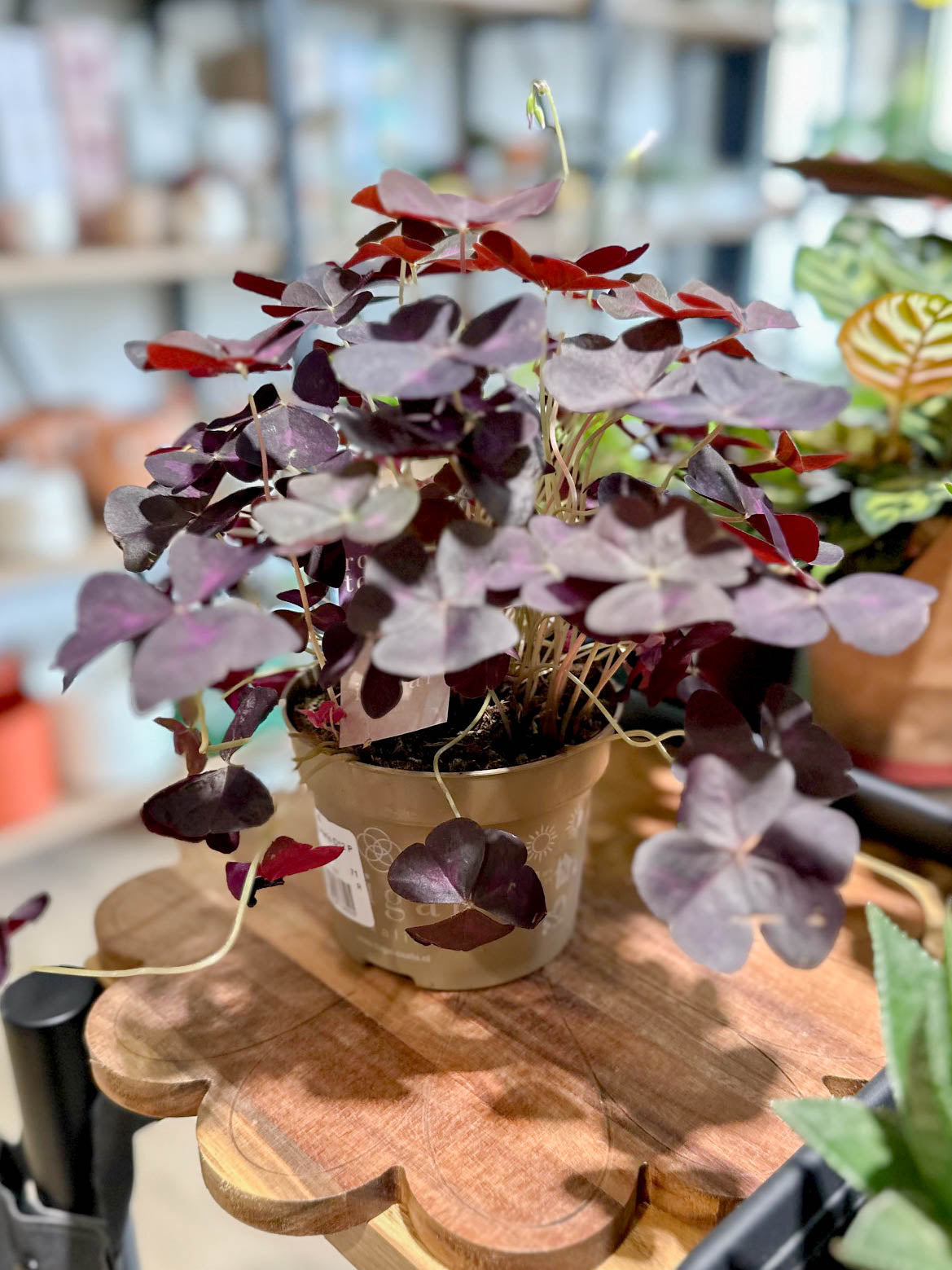 Oxalis TRIANGULARIS