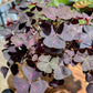 Oxalis TRIANGULARIS