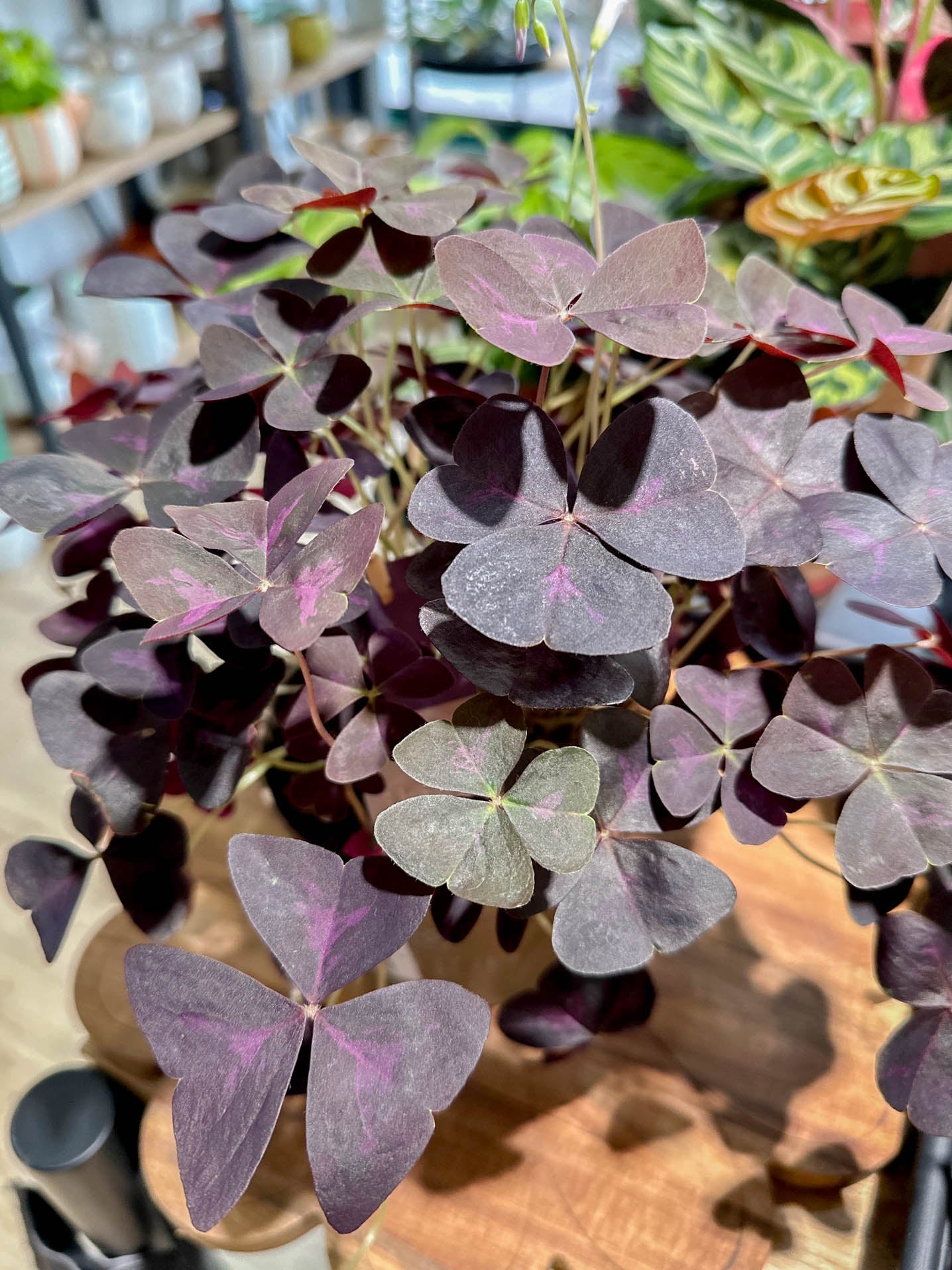 Oxalis TRIANGULARIS