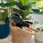 Cache-pot naturel OLIVER