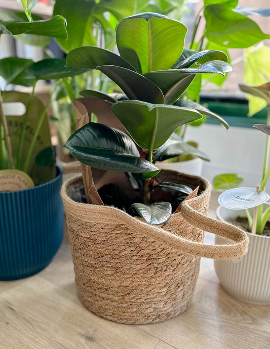 Cache-pot naturel OLIVER