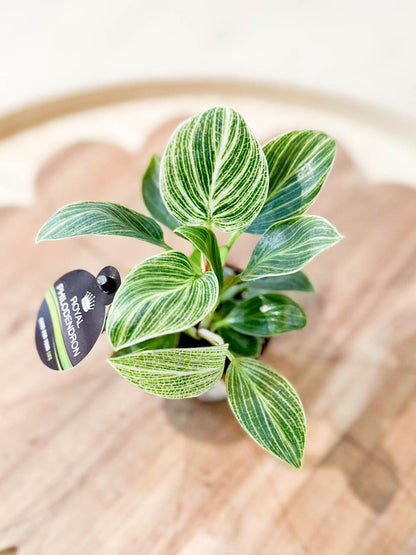 Philodendron BIRKIN