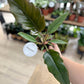 Philodendron CARAMEL