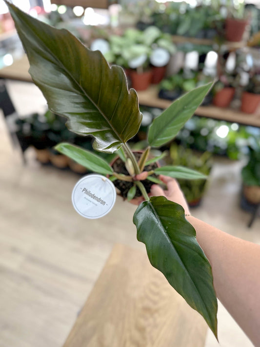 Philodendron CARAMEL