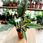 Philodendron CARAMEL