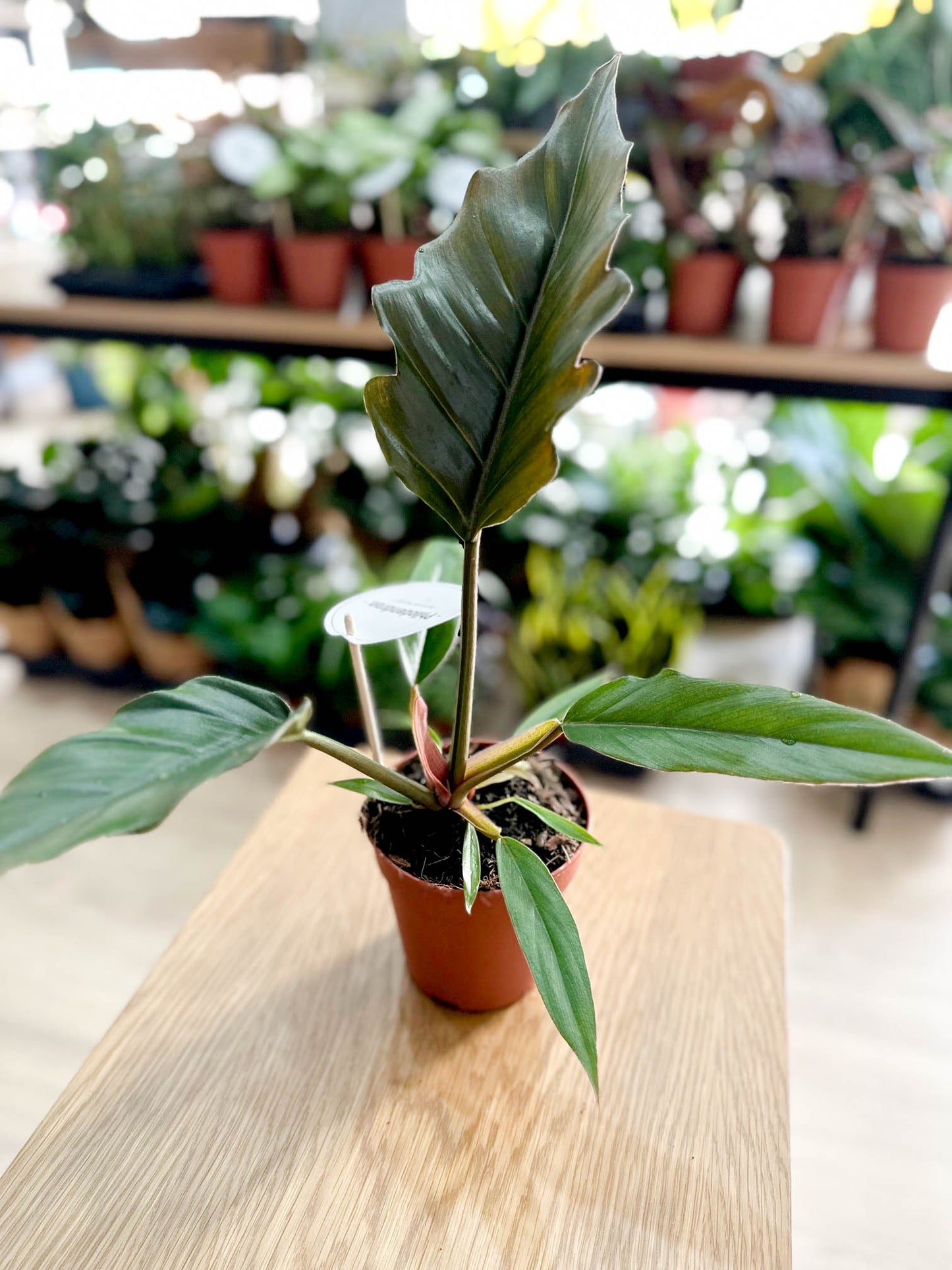 Philodendron CARAMEL