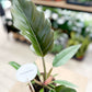 Philodendron CARAMEL