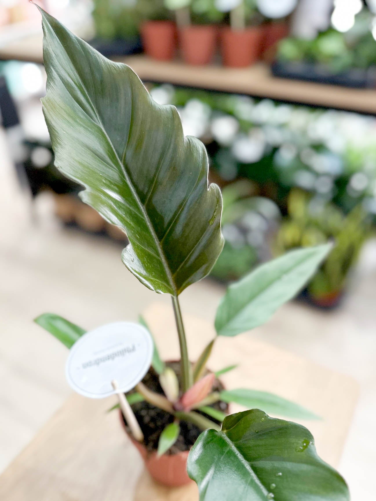 Philodendron CARAMEL
