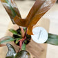 Philodendron FLORIDA BRONZE