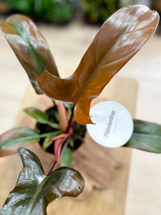 Philodendron FLORIDA BRONZE