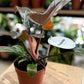 Philodendron FLORIDA BRONZE