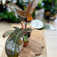 Philodendron FLORIDA BRONZE