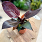 Philodendron IMPERIAL RED