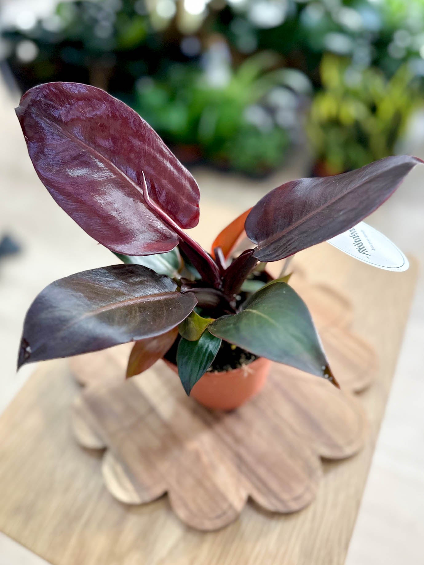 Philodendron IMPERIAL RED