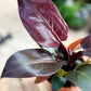 Philodendron IMPERIAL RED