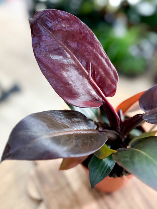Philodendron IMPERIAL RED