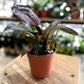 Philodendron IMPERIAL RED