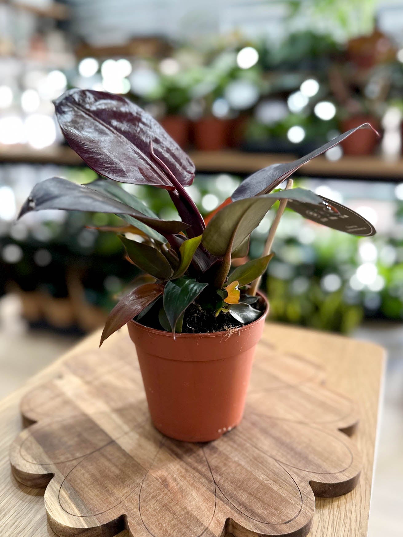 Philodendron IMPERIAL RED