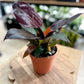Philodendron IMPERIAL RED