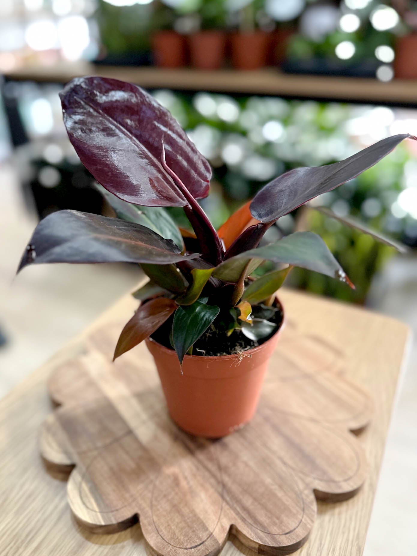 Philodendron IMPERIAL RED