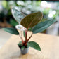 Philodendron PINK BIRKIN