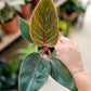 Philodendron PINK BIRKIN