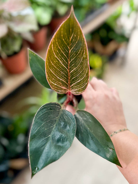 Philodendron PINK BIRKIN