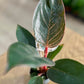 Philodendron PINK BIRKIN
