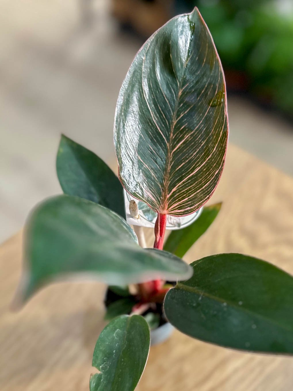 Philodendron PINK BIRKIN