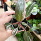 Philodendron PINK PRINCESS MARBLE