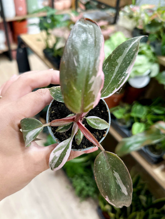 Philodendron PINK PRINCESS MARBLE