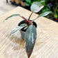 Philodendron PINK PRINCESS MARBLE